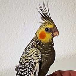 SbuR