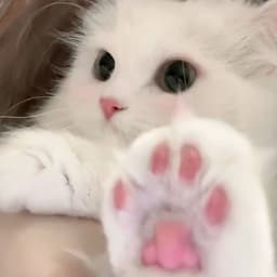 L__Lucky_
