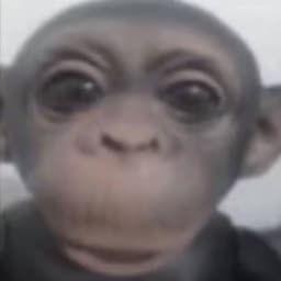 -Macaco