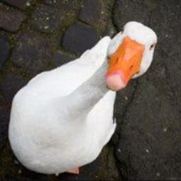 Goose_D