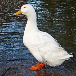 hapken