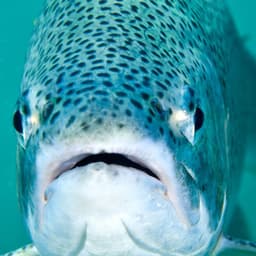 fish234