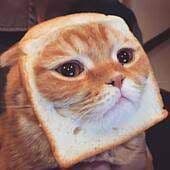 CatnBreadYT