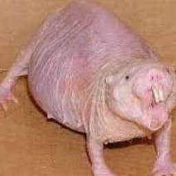 roguader