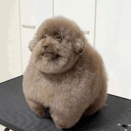 chota_pofek