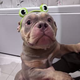 Ofatos