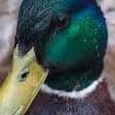 QwackSparrow