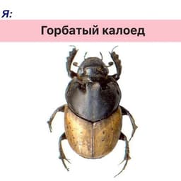 forzet__