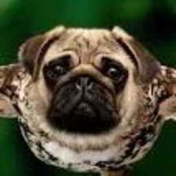 Stringid