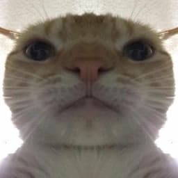 RobertoZeb