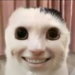 shinykitty