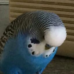 cpermapoka