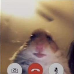 Mor_fius