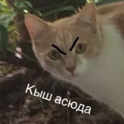 Cat_Bariska