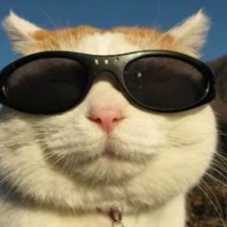 _Av1NtadoR_
