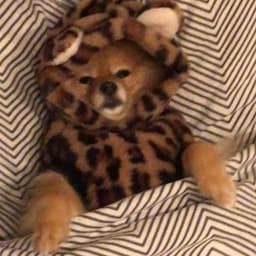Bopi
