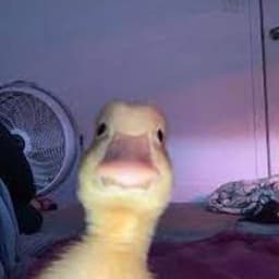 DonaldsDaks