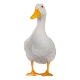 rejecte7