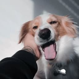 zoddd-