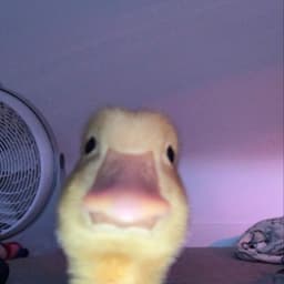 Hazi69