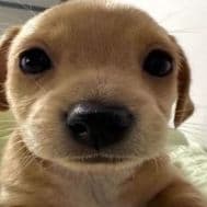 Lulusiemank0
