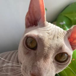 ArtemShhh