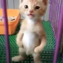 Micobkyr