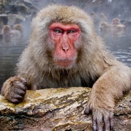 ZooDirektor