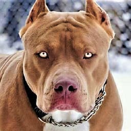 PITBULL-SWAT