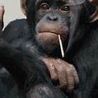 monkey1112