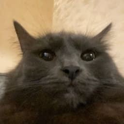 ChairmanMi