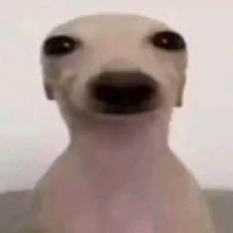 _bOnda