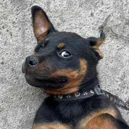 xanamuS