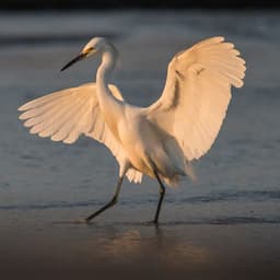 GarZa-