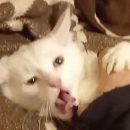 mikitos_
