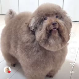 BOB225_