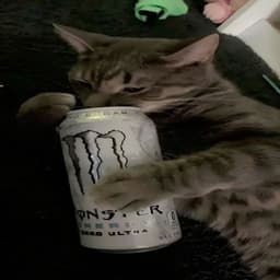 Mr0kot3