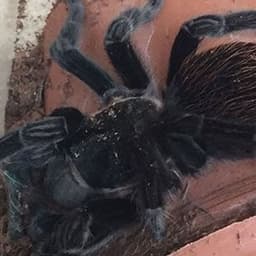 tarantucemal