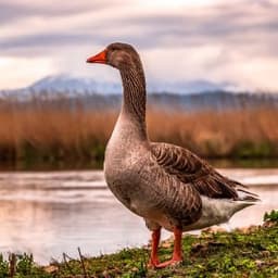 oTe_Goose