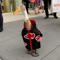 duckin01