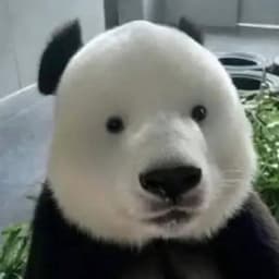 ROONFLYYY