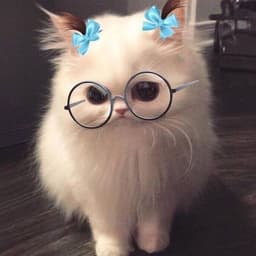BOBPERECOP