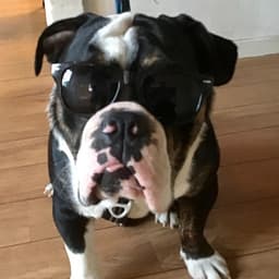 MozzyVilddyr