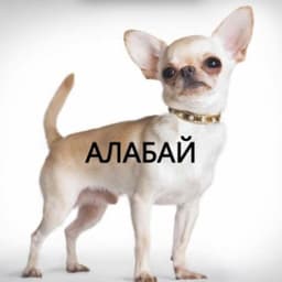 PARACET0MOL
