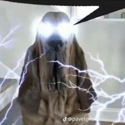 DOGUS7