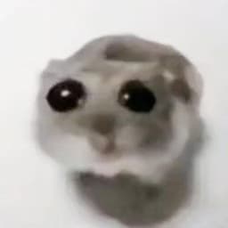 BAMBUCHA666