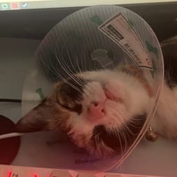 binkbunk