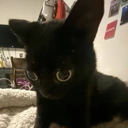 Snusovoi_Cat