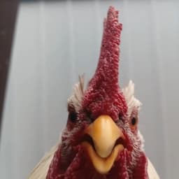 PETRYSHNIK