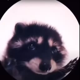 SneapiXx